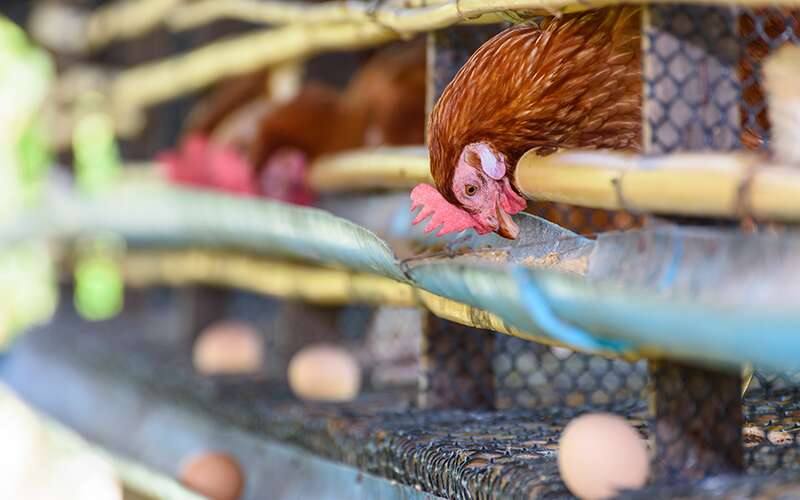 Chicken and Egg Problem.